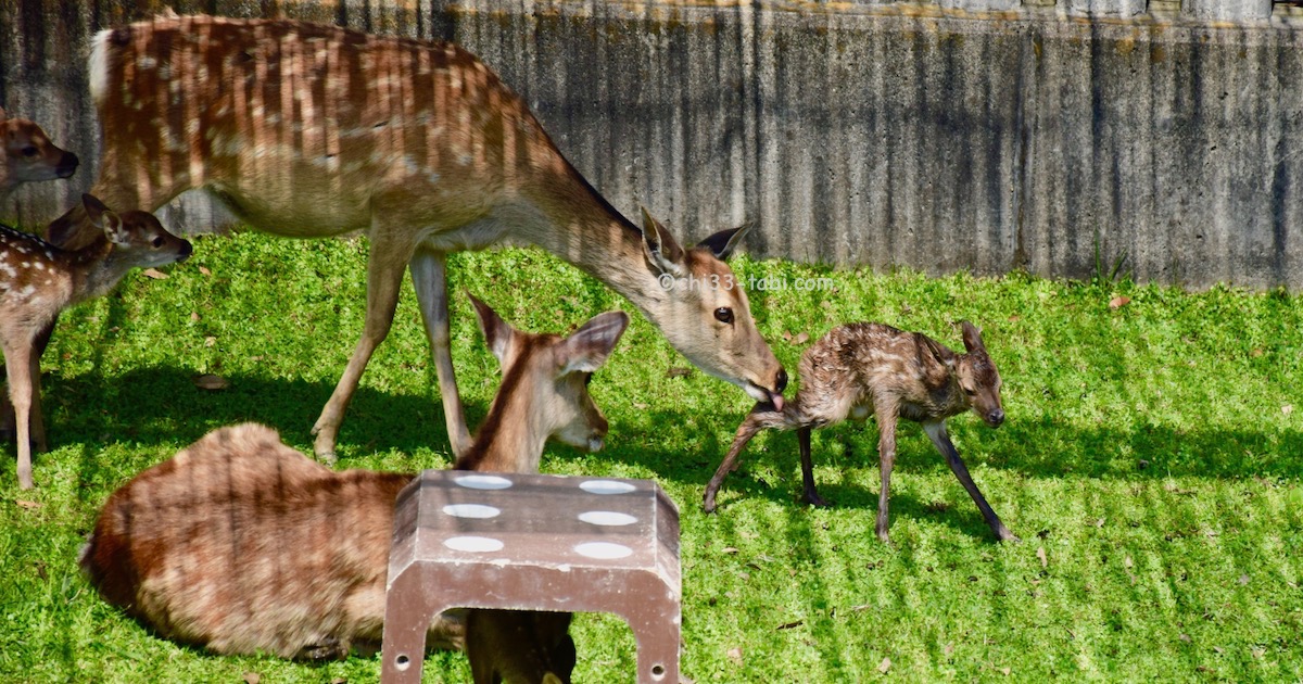 奈良、鹿苑。お母さん鹿が立とうとしてる赤ちゃん鹿の足を後ろから舐めてる。