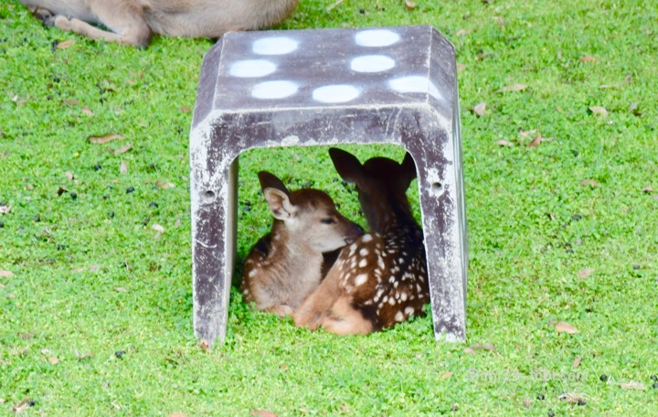 奈良、鹿苑、ブロックの中にいる2頭の赤ちゃん鹿。