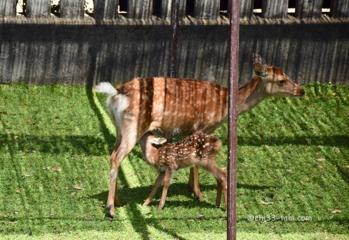 奈良、鹿苑、おっぱいを飲んでる赤ちゃん鹿。