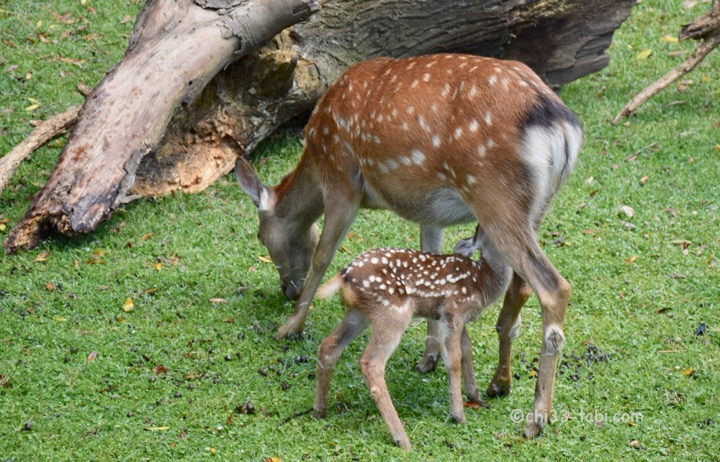 奈良、鹿苑、おっぱいを飲んでる赤ちゃん鹿。