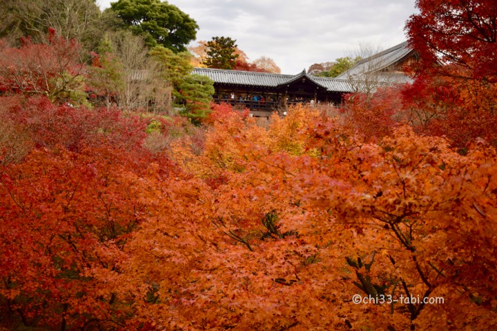 東福寺。臥雲橋から通天橋の紅葉の眺め。