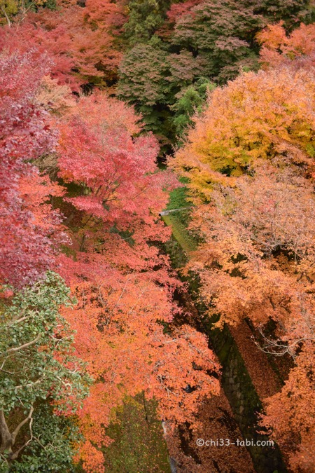 東福寺。通天橋から洗玉澗の眺め。